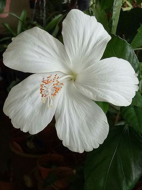 White Hibiscus Flower Aesthetic, Hibiscus In Hair, Hibiscus Flower White, White Hibiscus Flower, Rose Flower Photos, Dainty Flowers, Hibiscus Plant, White Hibiscus, Flower Close Up