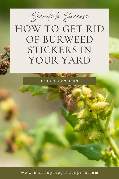 Are burweed stickers taking over your yard? Discover the best solutions to get rid of these pesky invaders and achieve a pristine, lush lawn. Learn effective methods to eliminate burweed stickers, maintain a healthy yard, and enjoy a sticker-free outdoor space. Click through for expert tips and step-by-step guidance on burweed control. #LawnCare #GardeningTips #BurweedControl #HealthyLawn #YardMaintenance #GardeningSolutions How To Get Rid Of Stickers In Your Yard, Yard Maintenance, Grass Type, Lush Lawn, Healthy Lawn, Soil Testing, Root Growth, Soil Health, Soil Improvement