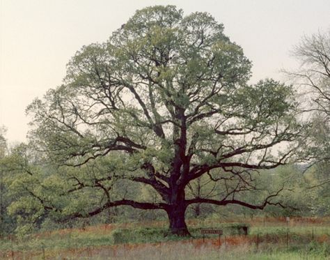 Twisted Oak Tree, White Oak Tree, Inheritance Cycle, Aesthetic Photos, Oak Tree, Life Images, White Oak, Aesthetic Photo, Tree House