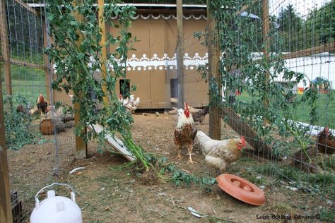 Natural Chicken Keeping: Life Hacks - 40+ Boredom Busters for Chickens and Chicks Chickens Reference, Chicken Enrichment, Simple Chicken Coop Plans, Chicken Boredom, Chook Pen, Easy Chicken Coop, Portable Chicken Coop, Chicken Keeping, Chicken Toys