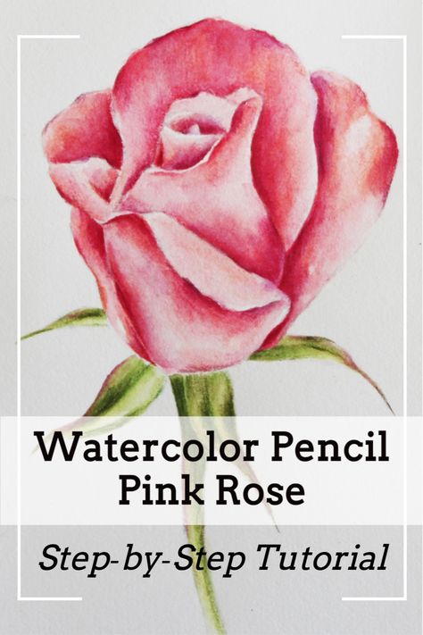 In this full, beginner-friendly, watercolor pencil video tutorial, I'm taking you through my entire process for painting a pink realistic rose. How I select colors, how I layer, and the specific techniques I use for higher levels of realism with this versatile and fun art medium. #watercolourpencilhowtouse #watercolourpencilbotanicalillustration #watercolorpencilrosestepbystep #watercolorpencilartrose Watercolor Pencil Flowers, Watercolor Pencil Art Tutorials, Watercolor Pencil Art For Beginners, Watercolor Pencil Tutorial, Watercolour Pencil Art, Realistic Chocolate, Using Watercolor Pencils, Paint A Rose, Pencil Flowers