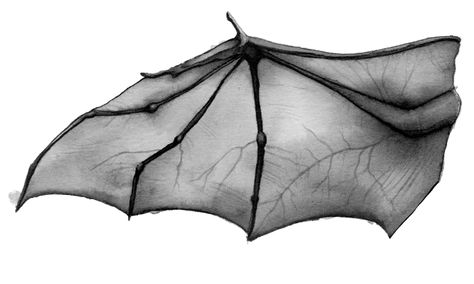 ic/ - Artwork/Critique Vampire Bats, Art Critique, Piece Tattoo, Ulquiorra Cifer, Bird People, Bat Tattoo, Baby Bats, Vampire Bat, Pics Art