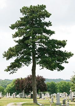 Austrian pine (Not recommended) | The Morton Arboretum Austrian Pine Tree, Candy Cane Sorrel, Austrian Pine, Morton Arboretum, City Scapes, Tree Seeds, Evergreen Trees, House Landscape, French Polynesia