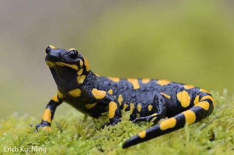 Fire Salamander, Tiger Salamander, Amazing Frog, Extinct Animals, Creature Feature, Reptiles And Amphibians, Newt, Zoology, Lizards