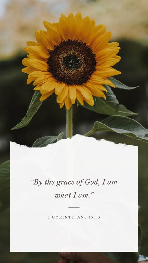 Sunflower Wallpaper With Bible Verse, God Nature Quotes, Sunflower Sayings Quote, God And Nature Quotes, Sunflower Aesthetic Quotes, Sunflower Quotes Inspirational, Sunflower Lockscreen, Sunflower With Quote, Sunflower Scripture