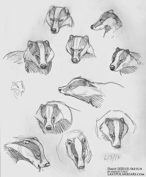 How To Draw A Badger, Badger Character Design, Cute Badger Drawing, Badger Reference, Badger Sketch, Badger Tattoo, Badger Illustration, Saint Roch, Honey Badger