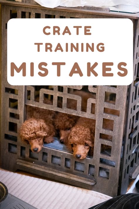 Discover the biggest mistakes of crate training a puppy or an adult dog, including common errors in crate training routines, positive reinforcement tips, and solutions to avoid crate training problems, ensuring a comfortable and effective crate training experience for your pet. Create Training Puppies, Crate Games For Puppies, Puppy Set Up Ideas Dog Crates, Puppy Tips Life Hacks, How To Crate Train A Puppy At Night, Puppy Crate Setup, Puppy Crates, Crate Training Schedule, Games For Puppies