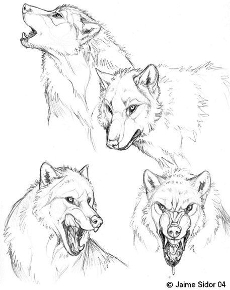 Wolf Drawings, Wolf Sketch, Drawing Tutorial Face, Animal Study, Wolf Drawing, Canine Art, Drawing Animals, Animal Anatomy, Animal Reference