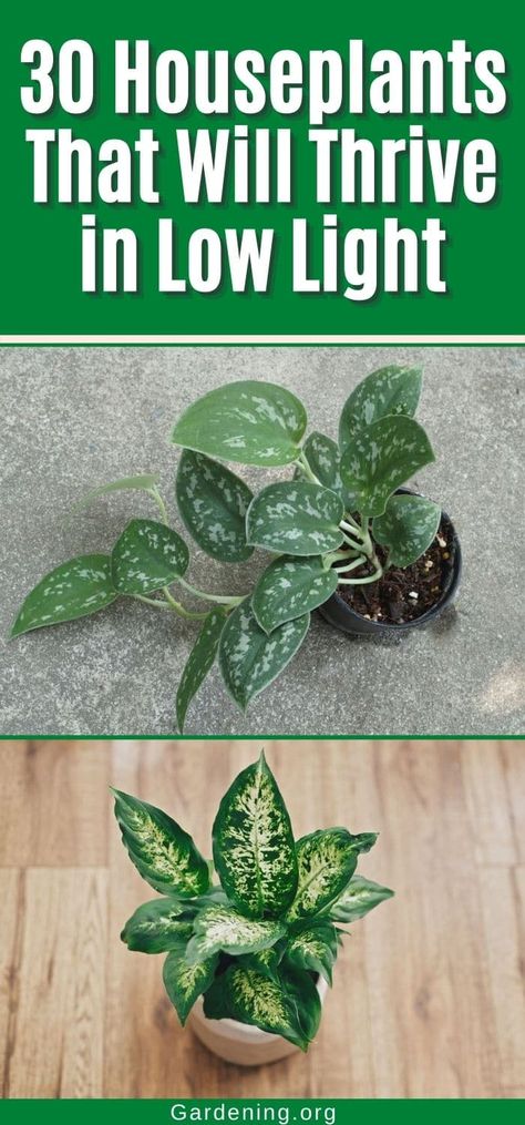 Anyone can grow great houseplants, even in homes where low light is a challenge. Here are 30 thriving examples of low-light loving plants. No Light Plants Indoor, Plants For Planters, Low Maintenance House Plants, Best Bathroom Plants, Low Light House Plants, Indoor Plants Low Light, Houseplants Low Light, Low Light Indoor Plants, Air Purifying House Plants