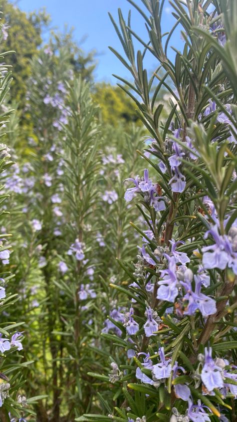 rosemary bush Rosemary Bush, Rosemary Flower, Nature Wallpaper, Garden Planning, Flower Wallpaper, Garden Projects, Rosemary, Garden Plants, Flower Garden