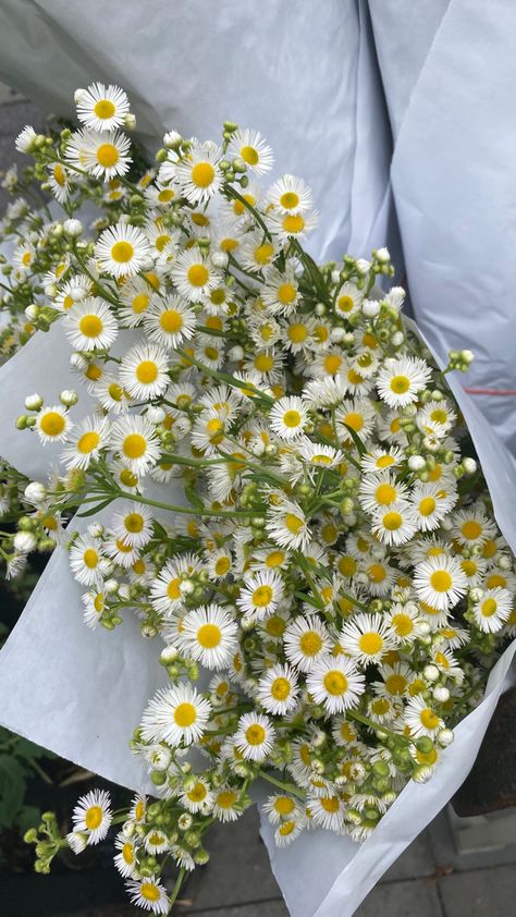 Aster Bouquet, Daisy, Plants, Flowers, Floral, Quick Saves