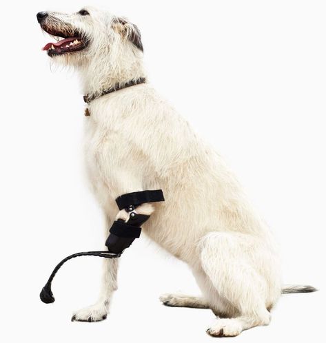 Animal Prosthetics, Adrian Gaut, Disabled Animals, Dog Braces, Dog Wheelchair, Animal Rescue Center, Disabled Dog, Irish Wolfhounds, Wired Magazine