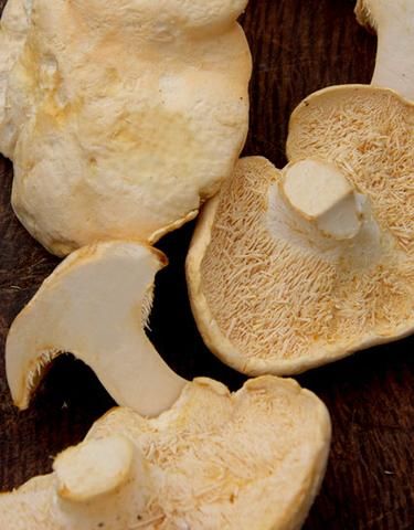 Hedgehog Mushroom, Wild Mushroom Recipes, Edible Wild Mushrooms, Mushroom Cottage, Wild Hog, Foraged Food, Edible Mushrooms, Garden Harvest, Dash Diet