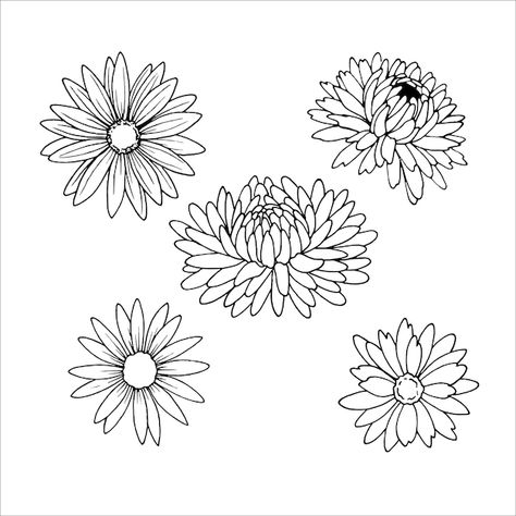 Chrysanthemum Illustration Simple, Easy Chrysanthemum Drawing, Chrysanthemum Flower Drawing Simple, Chrysanthemum Drawing Simple, Chrysanthemum Outline, Chrysanthemum Flower Drawing, Chrysanthemum Drawing, Mae Jemison, Year Tattoo