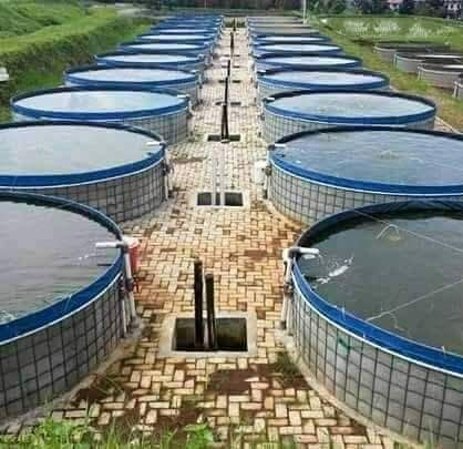 Pool Solar Panels, Aquaculture Fish, Poultry Farm Design, Aqua Farm, Water Collection System, Trout Farm, Aquaponics Greenhouse, Backyard Aquaponics, Fish Pond Gardens