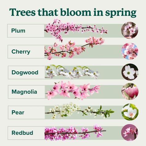 Bloom Watch! 🌸👀 Save this guide to identify the different types of flowering trees you see this spring. Ready to plant one of your own?… | Instagram How To Identify Trees, Identifying Trees, Spring Blooming Trees, Tree Types, Blooming Trees, Cherry Blossom Flowers, Blossom Trees, Garden Trees, Flowering Trees