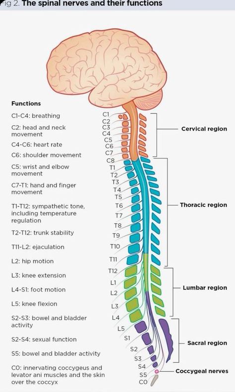 Spinal Nerves Anatomy, Spinal Flow, Spinal Anatomy, Anatomy Spine, Occupational Therapy Schools, Nerve Anatomy, Med School Study, Nursing Study Tips, Physical Therapy Student