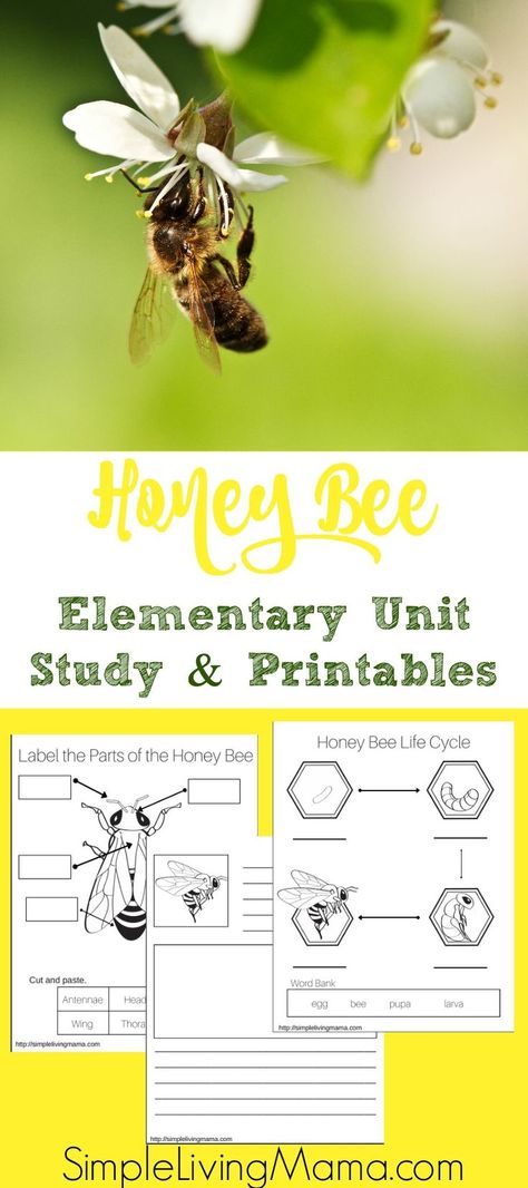 If you are learning about honeybees, use this honeybee unit study to help you get ideas. Also find free honeybee unit study printables. Bee Unit Study, Pollination Activity, Insect Unit Study, Honey Bee Life Cycle, Science Unit Studies, Bee Life Cycle, Insect Unit, Study Printables, Kindergarten Units