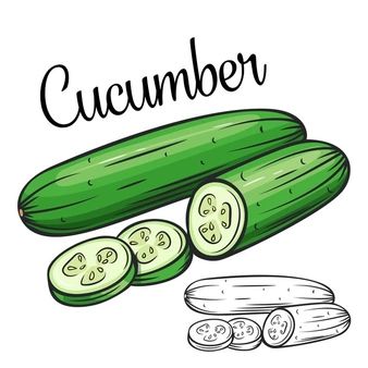 Victoria_sergeeva | Freepik Cucumber Drawing, Broccoli Drawing, Onion Drawing, Potato Drawing, Corn Drawing, Carrot Drawing, Vegetable Drawing, Recipe Drawing, Food Illustration Art