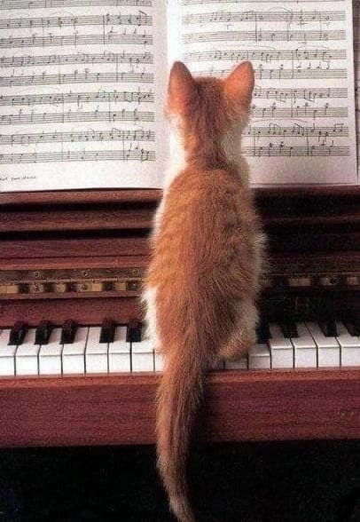 Cats And Music, Diy Cat Tent, Cat Tent, Music Drawings, Albus Dumbledore, Funny Cats And Dogs, Ginger Cats, Cat Aesthetic, Music Wallpaper