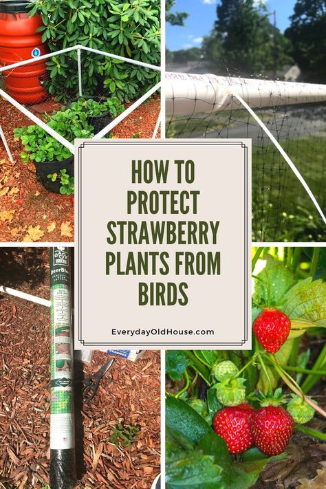 How to build a simple DIY strawberry plant cage to protect your berries from birds and other pests Strawberry Cage Diy, Berry Bush Cages, Strawberry Protection From Birds, How To Protect Strawberries From Birds, Strawberry Netting Ideas, Protecting Strawberry Plants From Birds, Strawberry Protection, Protect Strawberry Plants, Berry Cage