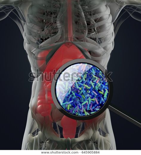 Gut Bacteria Microbiome Bacteria Magnified Through Stock Illustration 645905884 Alkaline Body, Fermented Milk, Lactobacillus Reuteri, Genetically Modified Food, Wheat Belly, Gut Flora, Gut Bacteria, Stomach Acid, Beneficial Bacteria