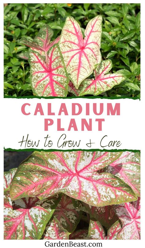 If you’re considering adding fancy leaf caladium to your shade garden, knowing how to properly plant and care for it is a must. Read on to learn more about this showy shade-loving plant, including what it looks like, where and how to plant it, and how to make sure it will thrive | indoor caladium plants | caladium plants care | caladium plants in pots #varietycaladiumplants #caladiumplantsshadegarden How To Grow Caladium Plants, Calladiums Plants Pink, Caladium Care Indoor, Caladiums In Pots, San Francisco Backyard, Caladium Care, White Hydrangea Garden, Pink Leaf Plant, Caladium Plants