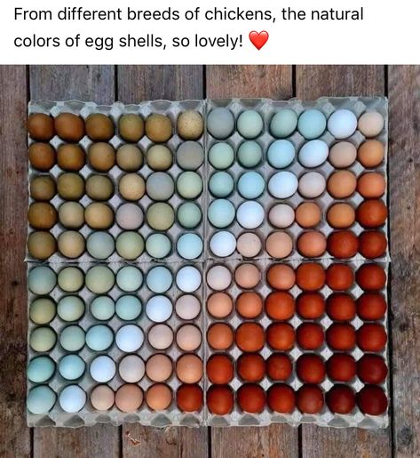 Different Breeds Of Chickens, Chicken Egg Colors, Chicken Breeds, Coloring Eggs, Chicken Farm, Chicken Eggs, Chickens Backyard, Egg Shells, Chicken Coop