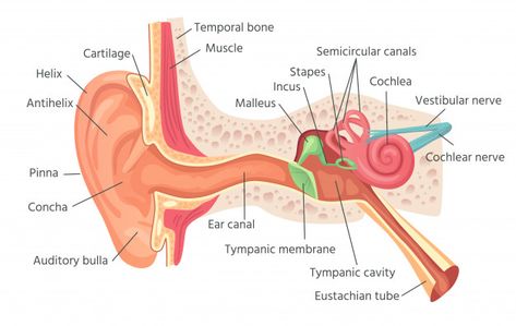 Human Ear Anatomy, Ear Diagram, Anatomi Dan Fisiologi, Human Respiratory System, Anatomy Organs, Ear Anatomy, Human Body Organs, Outer Ear, Middle Ear