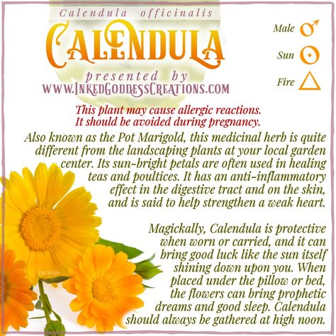 A graphic about the herb "Calendula" featuring a stock photo of three bright orange calendula flowers on a white background. The text defines calendula's magickal correpondences, uses, and metaphysical properties. Presented by Inked Goddess Creations. Healing Teas, Calendula Flowers, Charmed Book Of Shadows, Magickal Herbs, Wood Nymphs, Magic Herbs, Calendula Oil, Mount Olympus, Kitchen Magic