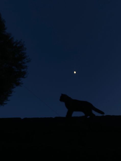 Black Cat Night Aesthetic, Dark Blue Cat Aesthetic, Stray Cat Aesthetic Night, Black Cat At Night, Dark Animal Aesthetic, Cat Aesthetic Blue, Nisha Core, Cat Night Aesthetic, Dark Cat Aesthetic