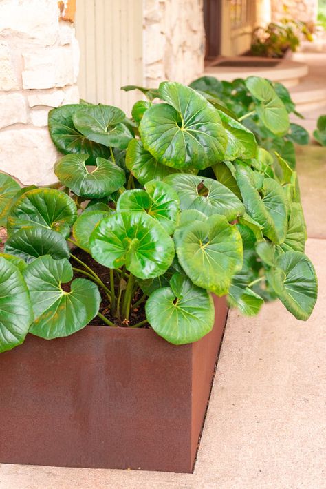 Gallery 3 — Eden Giant Leopard Plant, Farfugium Gigantea, Indian Plants, Pot Arrangements, Large Leaf Plants, Leopard Plant, Backyard Gardens, Eden Garden, Yellow Garden