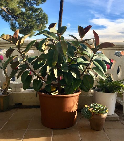 Green fingers? These plants are perfect for your Spanish terrace Terrace With Plants, Spanish Terrace, Spanish Vibes, House In Spain, Rubber Tree Plant, Flowering Succulents, Spanish Garden, Lucky Plant, Mediterranean Style Home