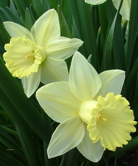 Narcissus Lemon Glow, ASA flower December Birth Flower Narcissus, Purple Narcissus Flower, Flower Narcissus, December Flower, Paperwhite Narcissus, White Narcissus, Narcissus Replete, December Birth Flower, Narcissus Pseudonarcissus