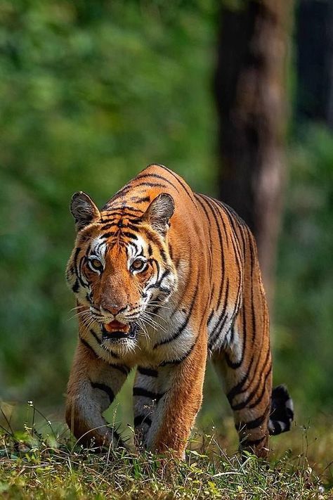 Panthera Tigris, Tiger Wallpaper, Tiger Pictures, Lion Images, Adventure Motorcycling, Hyena, African Animals, The Tiger, From Instagram