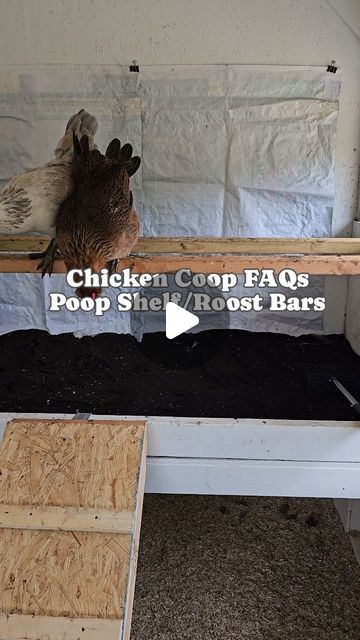 About Six Acres on Instagram: "The chickens have settled into their home more quickly than we could have imagined. After we posted the move in Day video, we received a lot of questions - many pertaining to the poop shelf and the roost bars. We figured it was easiest to show you!  We'll try to do a few of these in the coming weeks. Do you have a topic you want us to cover? Be sure to drop it in the comments!  Follow along as we finish the coop and continue our homestead journey!  #coop #diycoop #diychickencoop #chickencoopbuild #chickencoop #homestead #oliveeggers #eastereggers #welsummers #chicken #egglayers #diy #farmlife #farmfresheggs" Chicken Coop Roosting Bars Ideas, Chicken Roosting Bars Ideas, Diy Roosting Bars For Chickens, Roosting Bars, Roosting Bars For Chickens Small Coop, Simple Roosting Bars, Chicken Poop Shelf, Roosting Bars For Chickens, Chicken Coop Poop Board