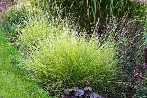 Sesleria autumnalis|autumn moor-grass/RHS Gardening Sesleria Autumnalis, Summer Names, Hampton Court Palace Gardens, Perennial Grasses, Orchid Show, Back Garden Design, Palace Garden, Garden Types, Cold Frame