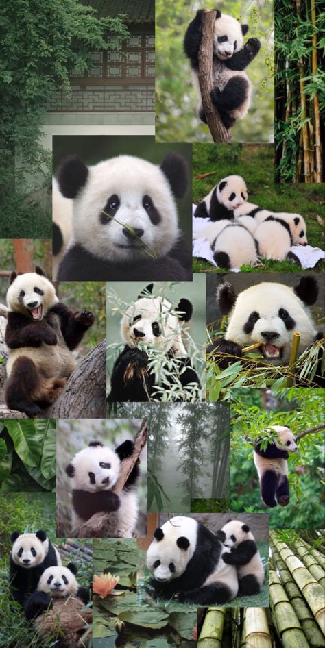 Panda Cute Wallpapers Aesthetic, Panda Wallpapers Aesthetic, Panda Aesthetic Wallpaper Iphone, Walpaper Panda, Aesthetic Panda Wallpaper, Panda Asthetic Wallpers, Green Animals Aesthetic, Panda Phone Wallpaper, Panda For Wallpaper