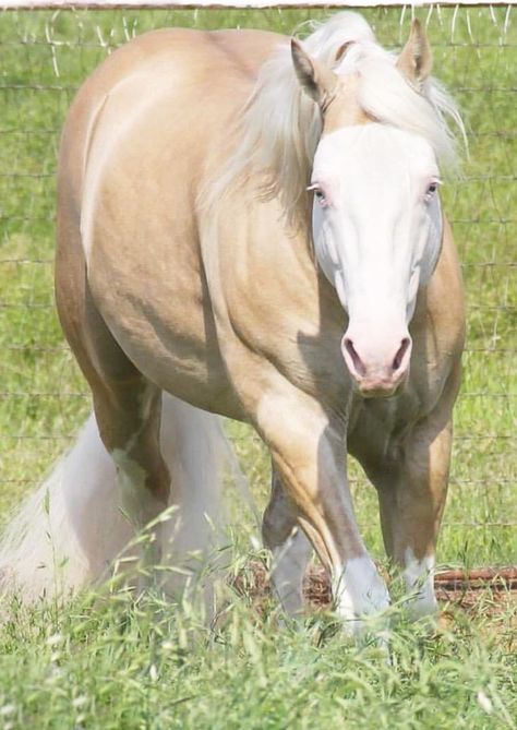 Horse Reference Photos Head, Bald Face Horse, Rdr Horses, Bald Face, Equine Artwork, Dream Horse Barns, American Paint Horse, Pale Face, Pale Horse