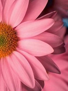 Wallpaper Shoppe, Pink Flower Wallpaper, Hd Flower Wallpaper, Pink Sunflowers, Wallpaper For Phone, Pink Flowers Wallpaper, Rose Love, Flower Mobile, Flower Iphone Wallpaper