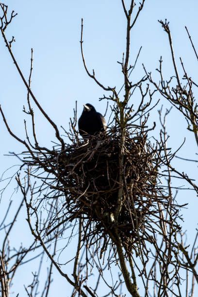 Crow Nest, Magpie Nest, Common Crow, Bird Nests Art, Nest Images, Crow Pictures, Carrion Crow, Crows Nest, Top Boy