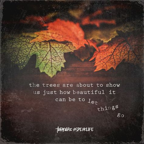 The trees are about to show us just how beautiful it can be to let things go. Toby Mac Quotes, Fall Facebook Cover, Leaf Quotes, Let Things Go, Wax Studio, Toby Mac, Sense Of Entitlement, Speak Life, Facebook Timeline Covers