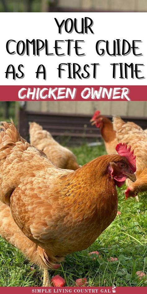 Starting a backyard coop? This guide for first-time chicken owners covers everything you need. Learn what to have before bringing hens home, what to expect in the first days, and essential tips. Raising chickens is rewarding; our list ensures you're prepared for success. 1st Time Chicken Owner, Chicken Care 101, Backyard Hens, Chickens 101, Chicken Raising, Backyard Coop, Chicken Roost, Chicken Flock, Broiler Chicken