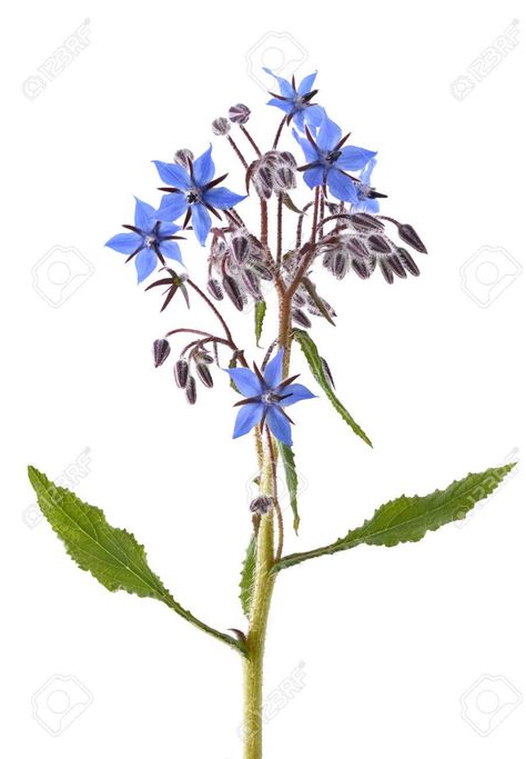 Borage Flower Drawing, Borage Flower Tattoo, Borage Tattoo, Cottagepunk Aesthetic, Borage Plant, Cosmetic Inspiration, Herb Art, Inner Arm Tattoo, Plant Tattoo