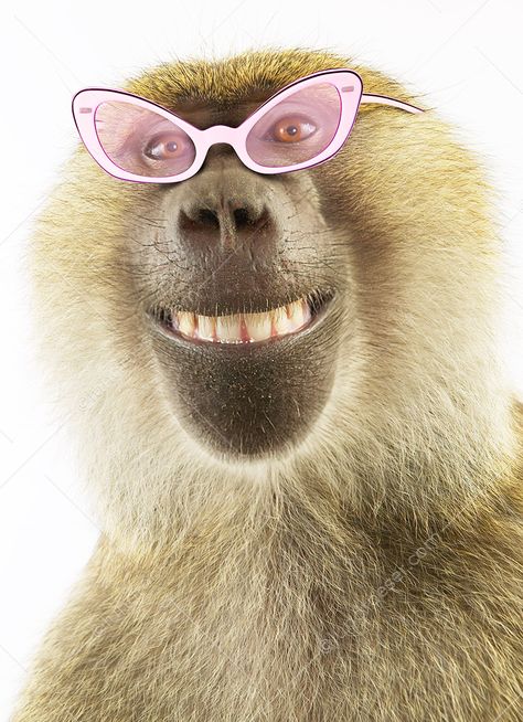 Funny Smiling Baboon Bakugan Battle Brawlers, Funny Animal Photos, Simple Phone Wallpapers, Animal Photos, Baboon, Zoo Animals, Funny Animal, Animal Photo, Funny Faces