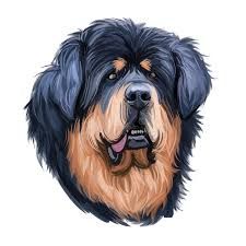 Tibetan Mastiff Stock Illustrations – 85 Tibetan Mastiff Stock Illustrations, Vectors & Clipart - Dreamstime White Tibetan Mastiff, Tamaskan Dog, Tibetan Dog, Tibetan Mastiff Dog, Mastiff Dog Breeds, Big Fluffy Dogs, Ridgeback Dog, Animal Watercolor, Medium Coat