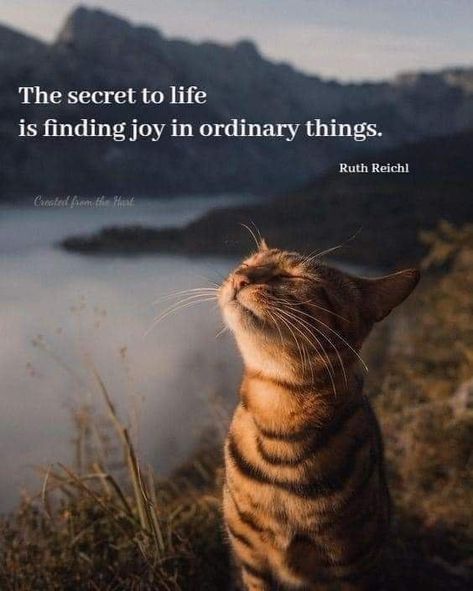 Cat Quotes, Lesson Quotes, Wonderful World, Quotable Quotes, A Quote, Wise Quotes, Personal Blog, True Words, Meaningful Quotes