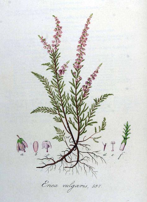 (Calluna vulgaris (L.) Hull [as Erica vulgaris L.] heather, ling, ling heather Kops et al., J., Flora Batava, vol. 8: t. 597 (1844)) Calluna Vulgaris Tattoo, Calluna Vulgaris, Heather Flower, Heather Plant, Yin Yang Tattoos, Illustration Botanique, Vintage Botanical Prints, Plant Drawing, Scientific Illustration