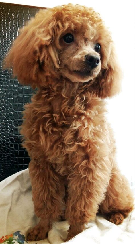 Maltipoo Haircuts, Toy Poodle Haircut, Brown Poodle, Poodle Hair, Poodle Haircut, Poodle Cuts, Red Poodles, Poodle Grooming, Puppy Cut