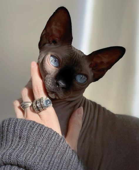 Cute Hairless Cat, Hairless Cats, Sphinx Cat, Sphynx Cats, Funny Kittens, Hairless Cat, Sphynx Cat, Kittens Funny, Sphynx